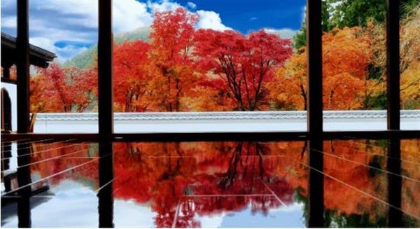 <新宿発・西船橋発> 秋の特別公開!宝徳寺の床もみじ と あしかがフラワーパークのイルミネーション・たっぷり2時間滞在!1